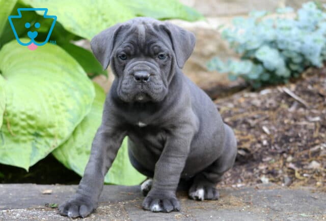 Stocky blue Cane Corso puppy posing outdoors near oversized hosta leaves with wrinkled face and white-tipped paws image
