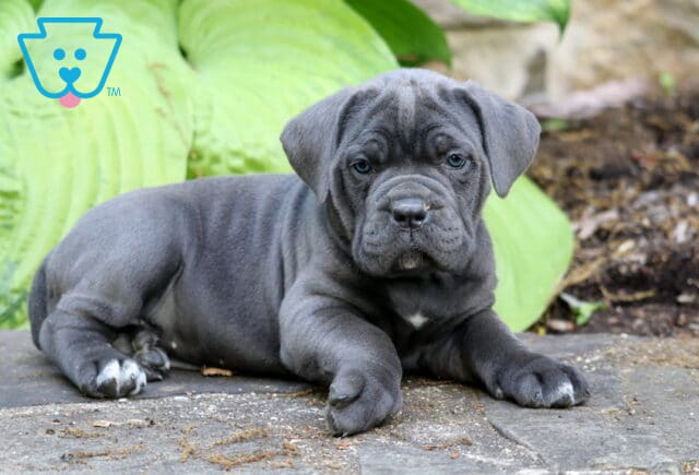Blue-gray Cane Corso puppy lounging on a stone patio with chunky paws and deep wrinkles against a leafy garden backdrop image