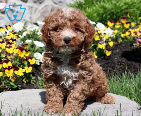 Chipper Mini Poodle
