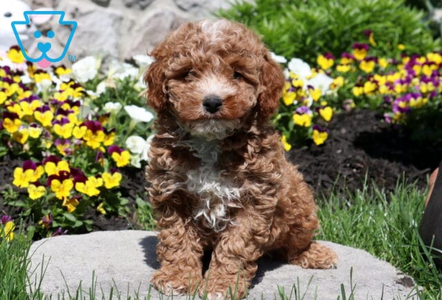 Chipper Mini Poodle image