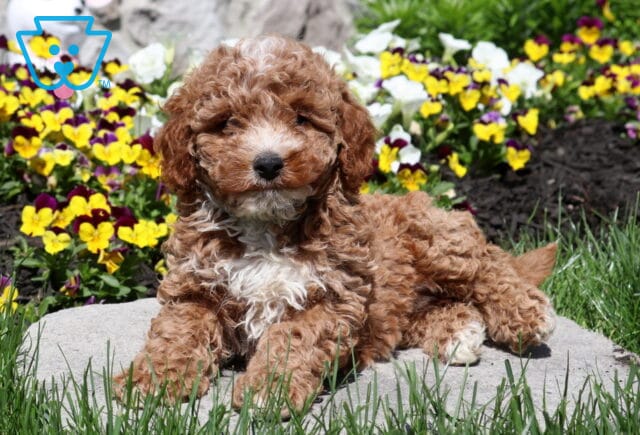 Chipper Mini Poodle2 image