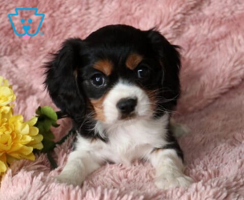 Cindy Lou Cavalier
