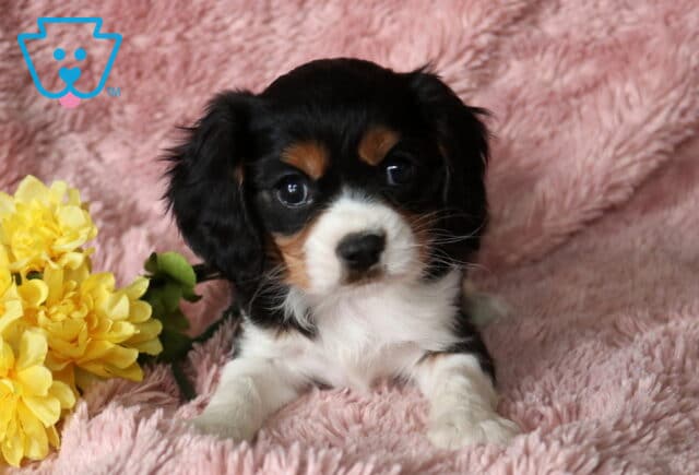 Cindy Lou Cavalier image