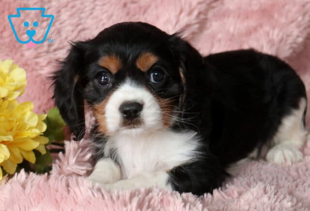Cindy Lou Cavalier2 image