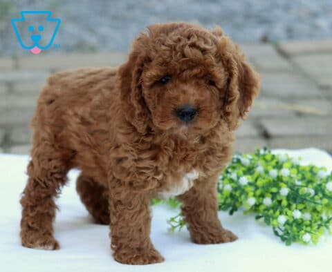 Cinnamon Cockapoo