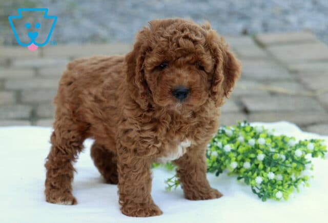 Cinnamon Cockapoo image