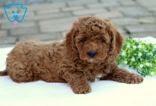 Cinnamon Cockapoo2 image