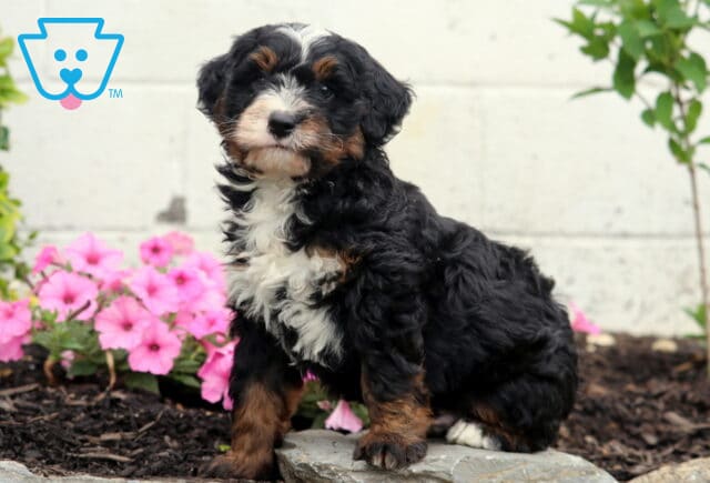 Cjay Mini Bernedoodle image