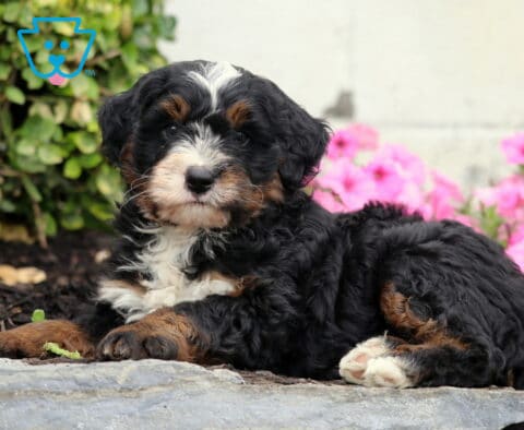 Cjay Mini Bernedoodle2