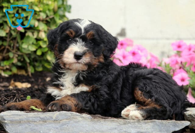Cjay Mini Bernedoodle2 image