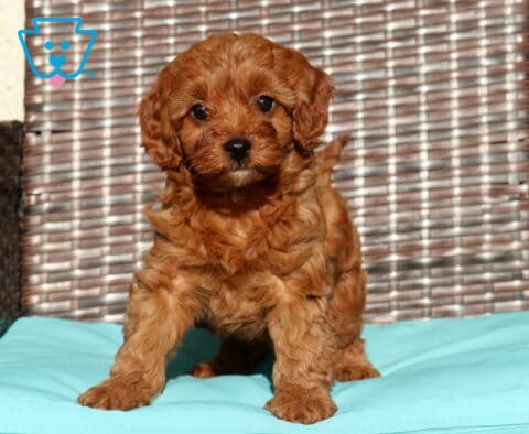 Clover Cavapoo