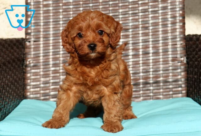 Clover Cavapoo image