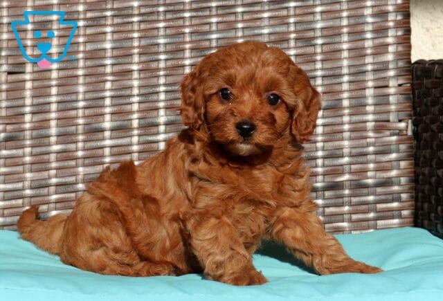 Clover Cavapoo2 image