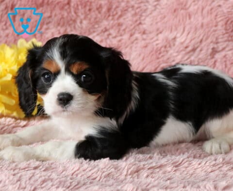 Coco Cavalier