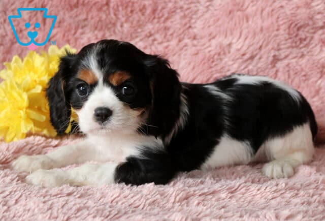 Coco Cavalier image