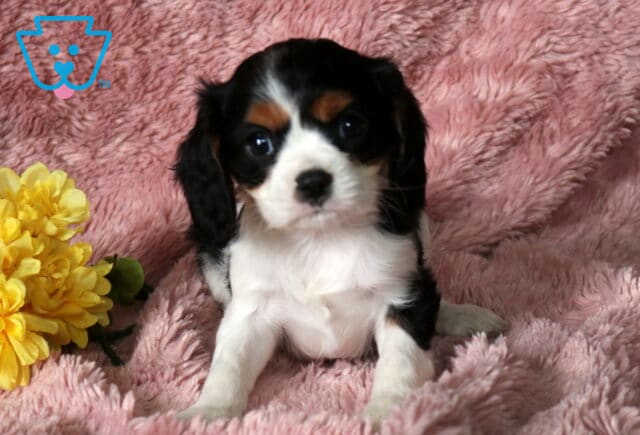 Coco Cavalier2 image