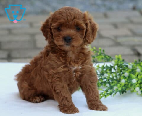 Coco Cockapoo