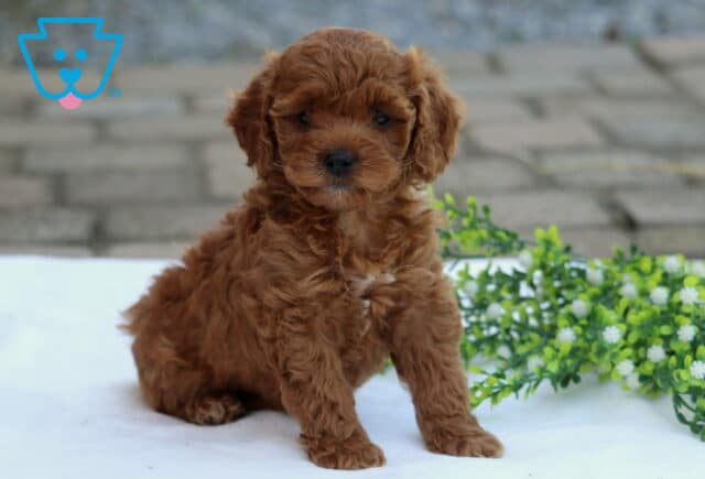 Coco Cockapoo image