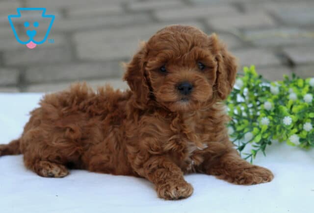 Coco Cockapoo2 image