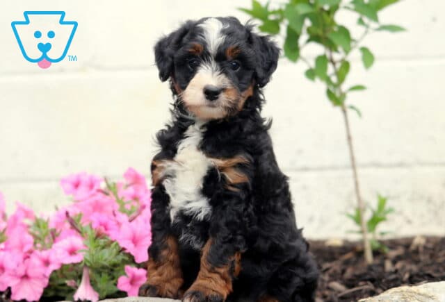 Coco Mini bernedoodle image