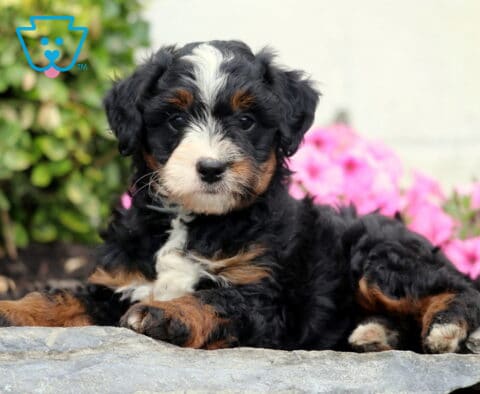Coco Mini bernedoodle2