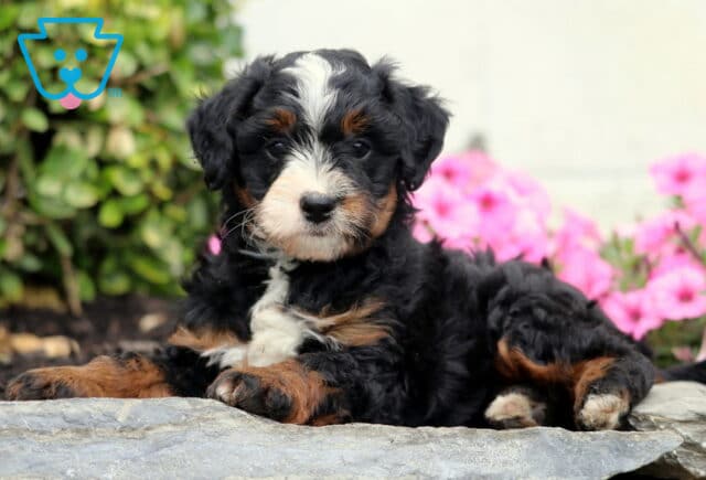 Coco Mini bernedoodle2 image