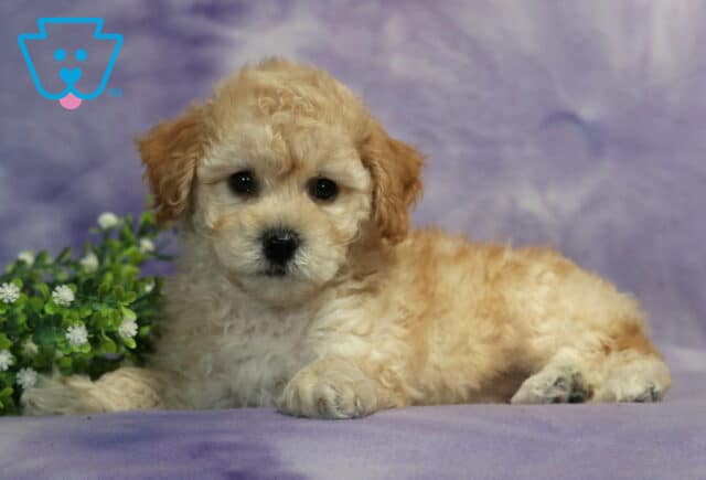 Coconut Bichpoo image