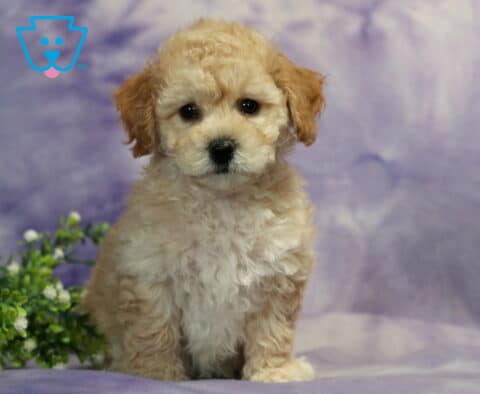 Coconut Bichpoo2