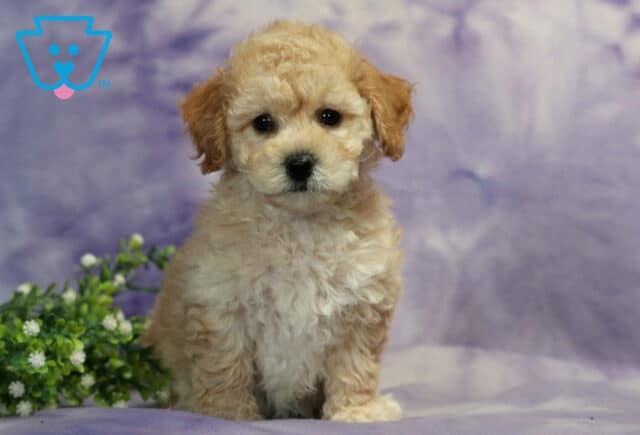 Coconut Bichpoo2 image