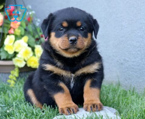 Coda Rottie