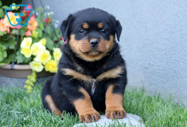 Coda Rottie image