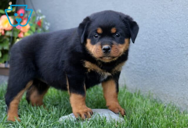 Coda Rottie2 image