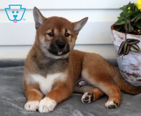 Comet Shiba Inu