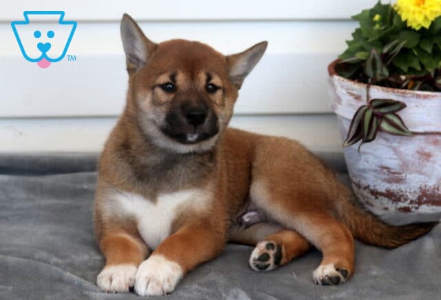 Comet Shiba Inu image