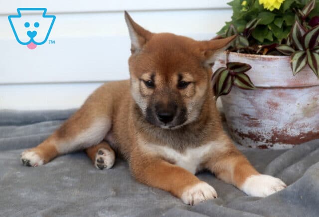 Comet Shiba Inu2 image
