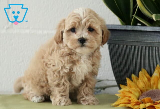 Cookie Maltipoo image
