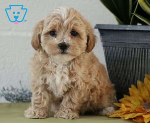 Cookie Maltipoo2