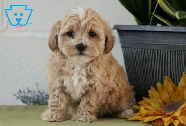 Cookie Maltipoo2 image
