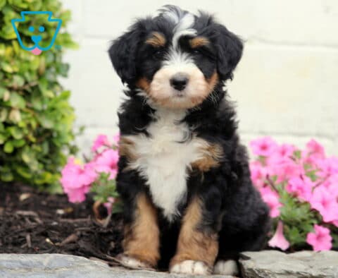Cookie Mini Bernedoodle