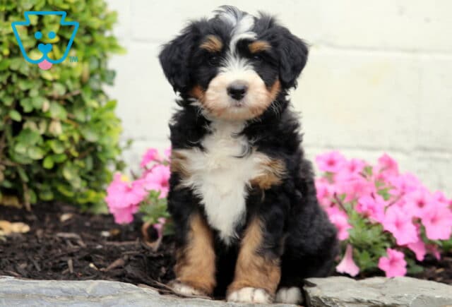 Cookie Mini Bernedoodle image