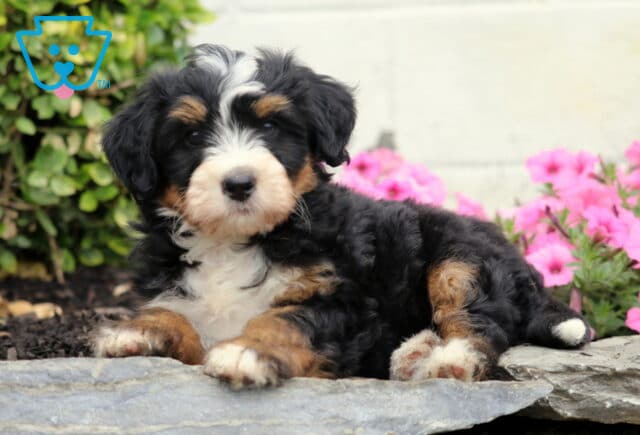 Cookie Mini Bernedoodle2 image