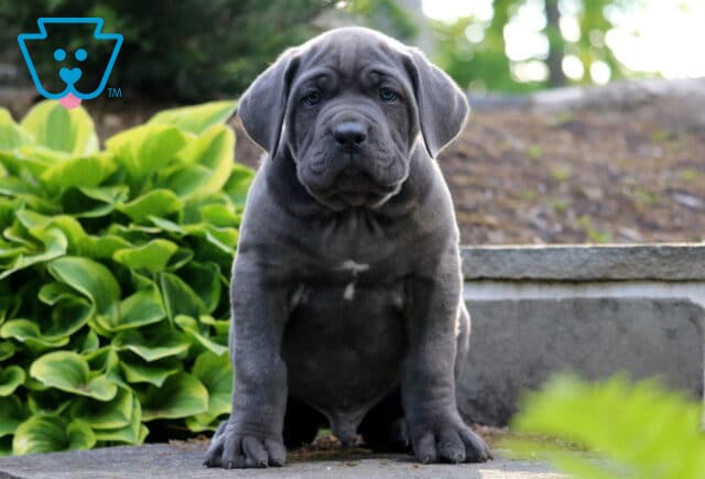Wrinkly blue Cane Corso puppy sitting proudly in a landscaped garden with bright green foliage background image