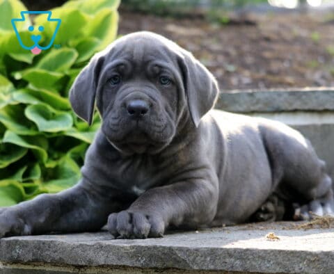 Large blue Cane Corso puppy lounging on a stone ledge beside lush hosta plants in an outdoor setting