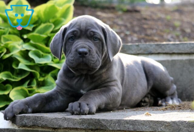 Large blue Cane Corso puppy lounging on a stone ledge beside lush hosta plants in an outdoor setting image