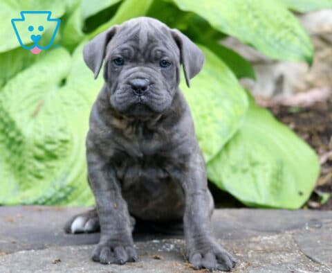 Blue Cane Corso puppy sitting on a stone surface with expressive wrinkled face and oversized green hosta leaves in the background
