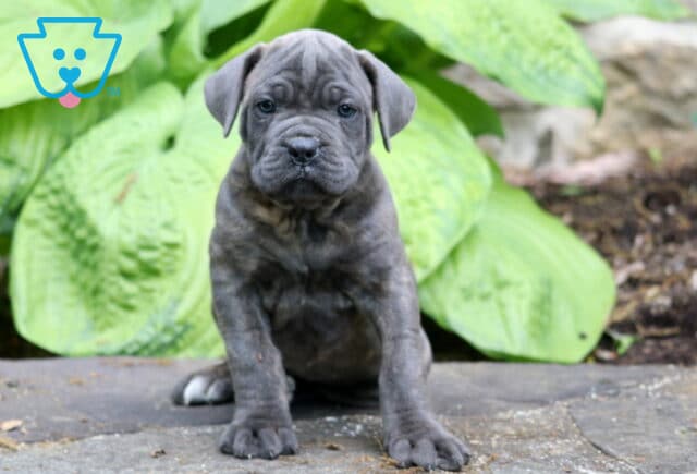 Blue Cane Corso puppy sitting on a stone surface with expressive wrinkled face and oversized green hosta leaves in the background image