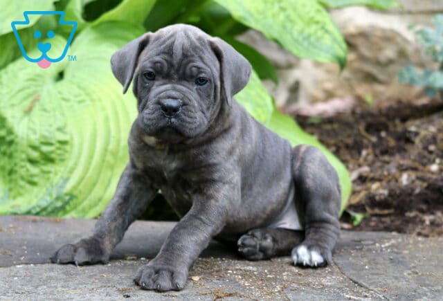 Gray Cane Corso puppy with white back paw markings sitting on a stone patio beside large leafy hosta plants image