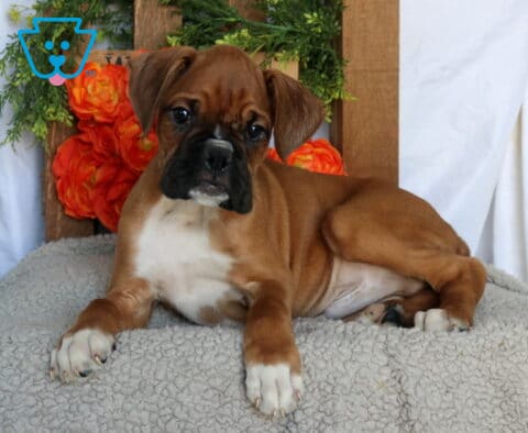 Cosmo Boxer