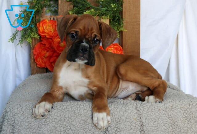 Cosmo Boxer image
