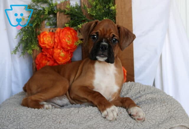 Cosmo Boxer2 image